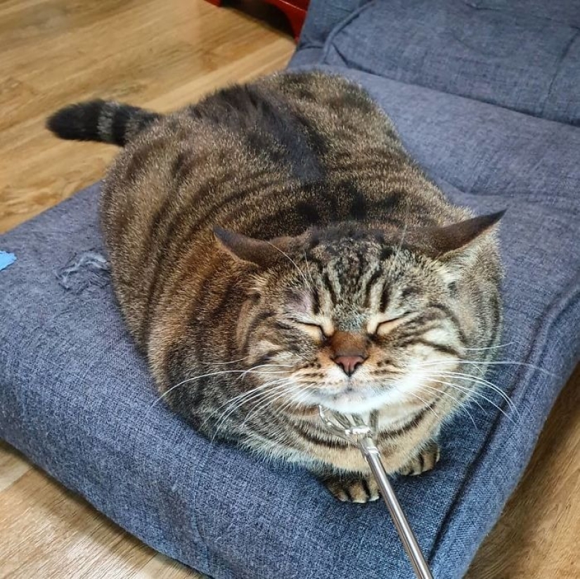 Conoce a Mango, el gato más carismático de la Red.