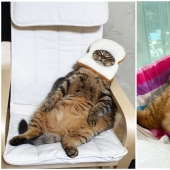 Conoce a Mango, el gato más carismático de la Red.