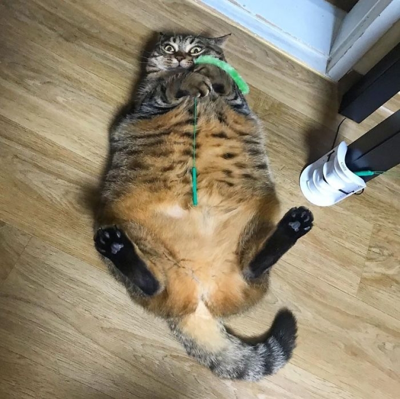 Conoce a Mango, el gato más carismático de la Red.