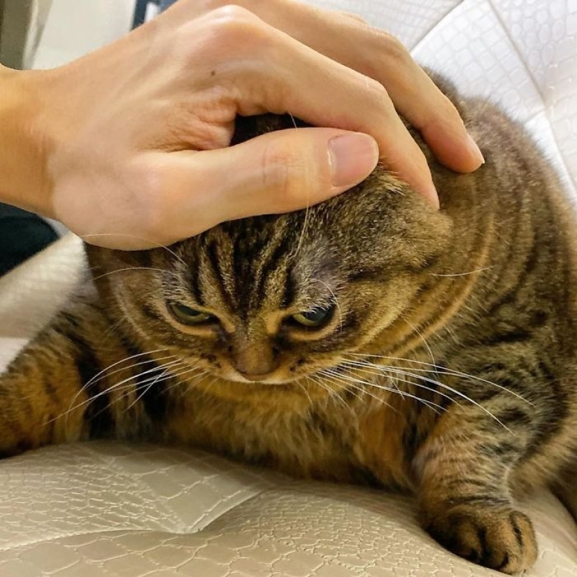 Conoce a Mango, el gato más carismático de la Red.