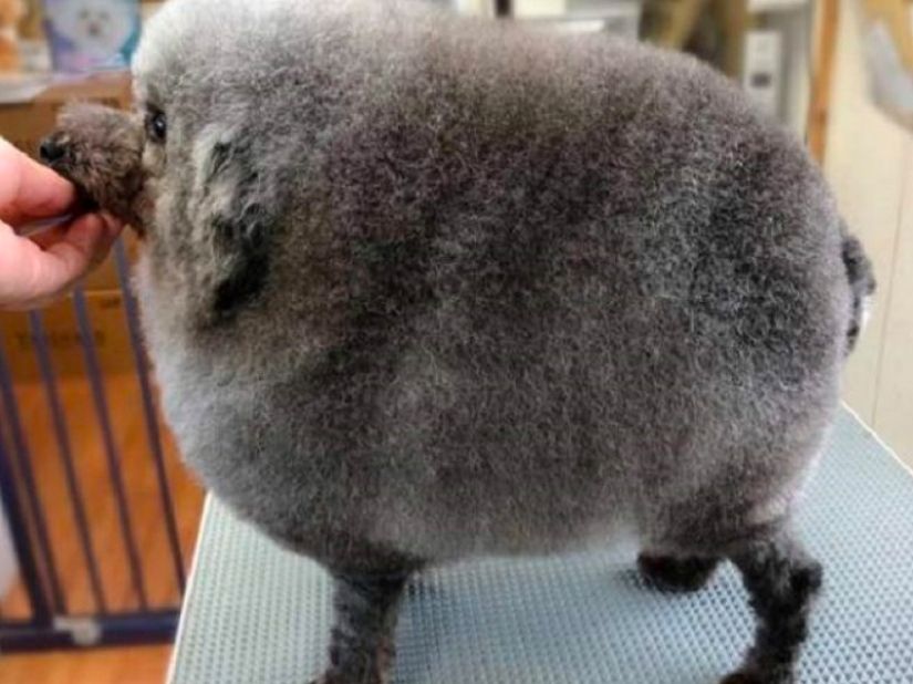 Cortes de pelo creativos para perros: 25 fotos.