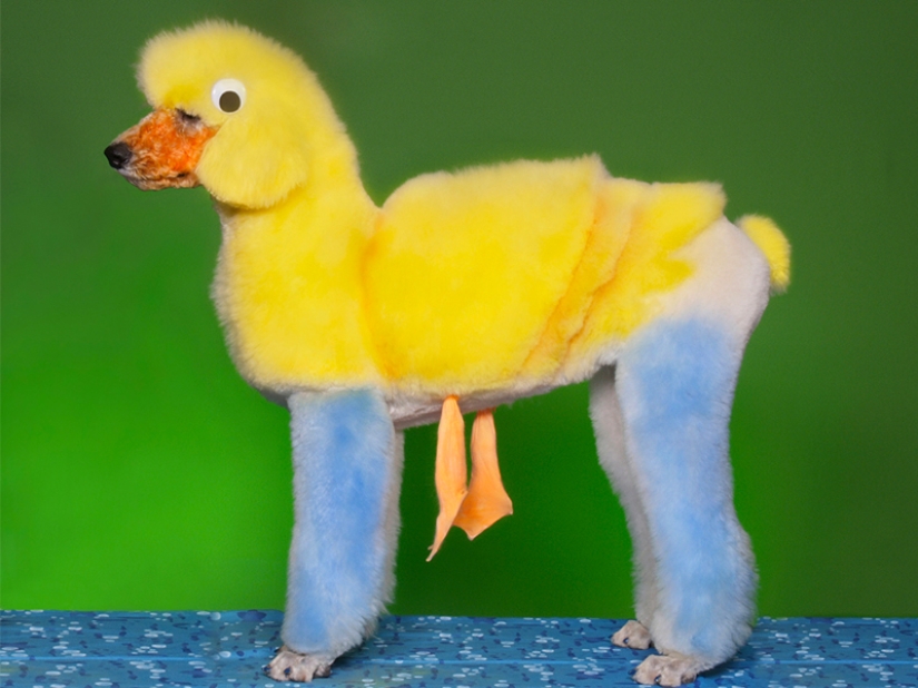 Cortes de pelo creativos para perros: 25 fotos.