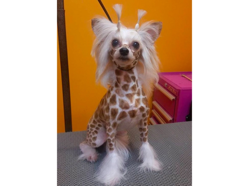 Cortes de pelo creativos para perros: 25 fotos.