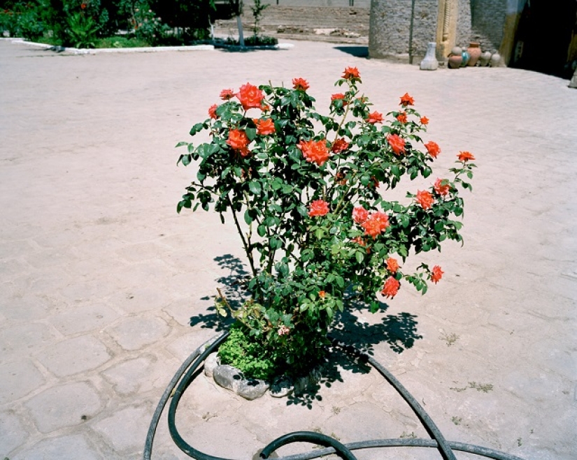 Cotton and the desert: pictures of a British photographer fascinated by Uzbekistan
