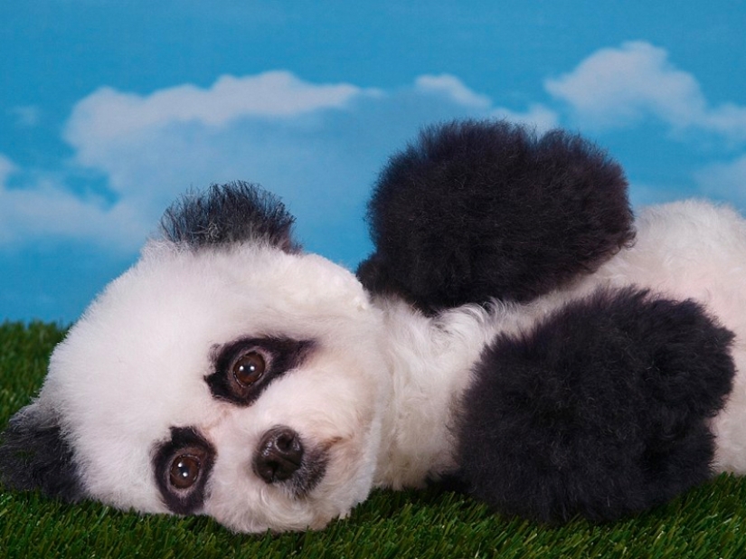 Creative haircuts for dogs: 25 photos