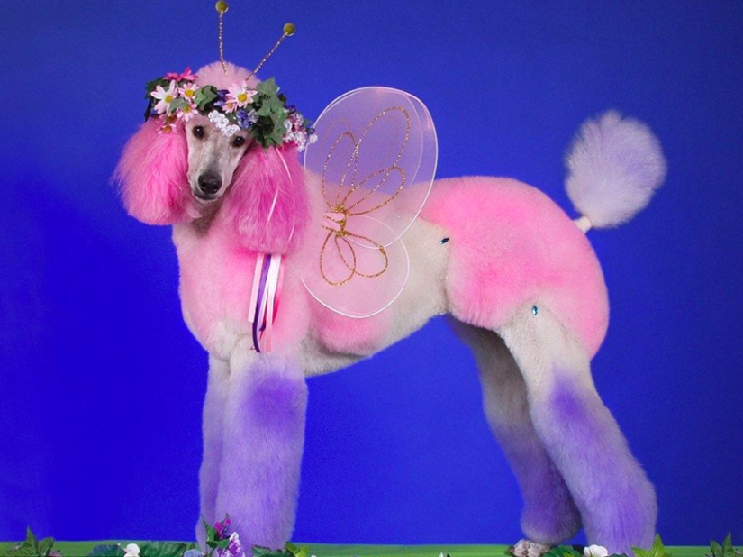 Creative haircuts for dogs: 25 photos