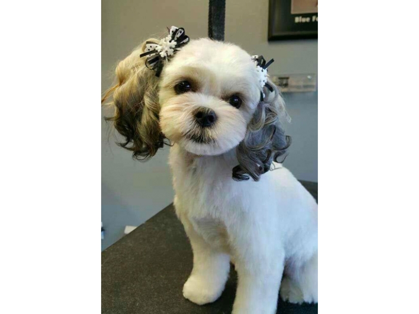 Creative haircuts for dogs: 25 photos