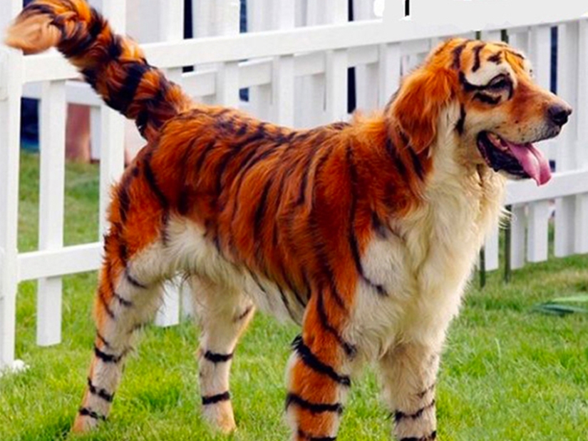 Creative haircuts for dogs: 25 photos