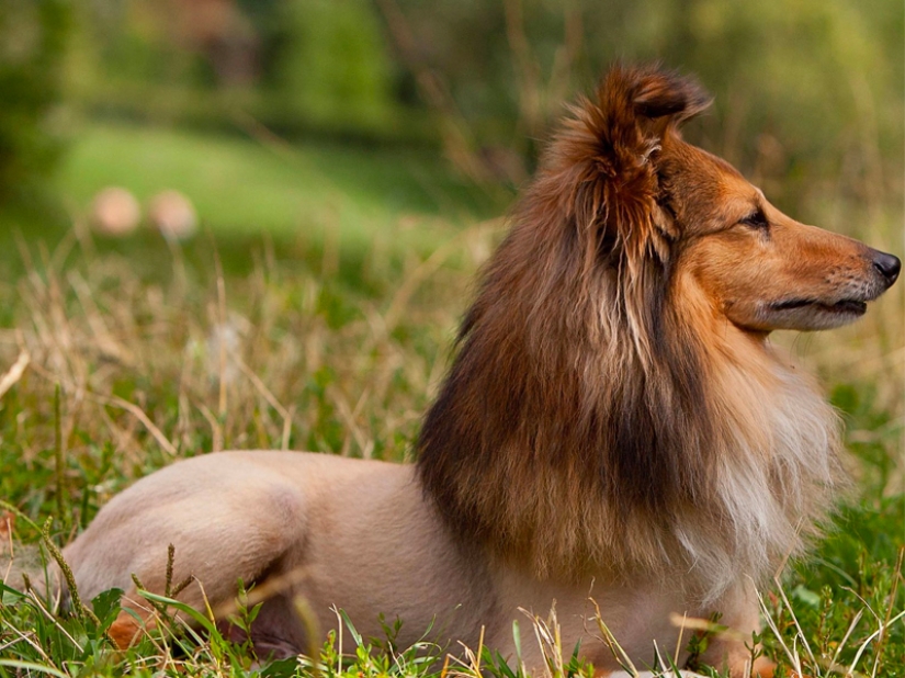 Creative haircuts for dogs: 25 photos
