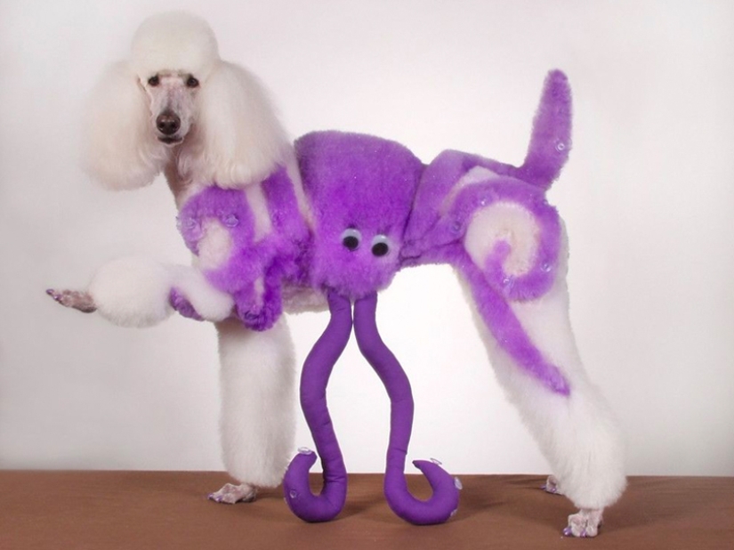 Creative haircuts for dogs: 25 photos