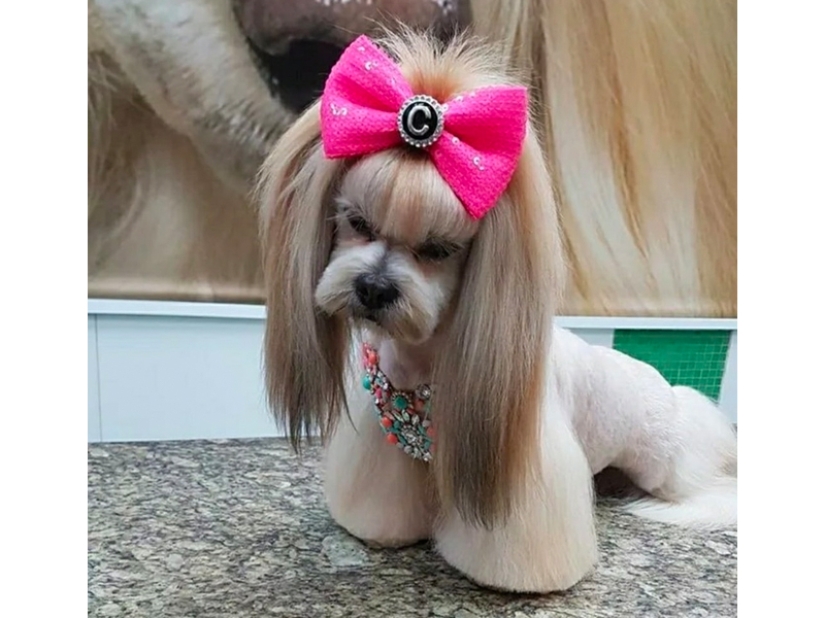 Creative haircuts for dogs: 25 photos