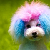 Creative haircuts for dogs: 25 photos Creative haircuts for dogs: 25 photos