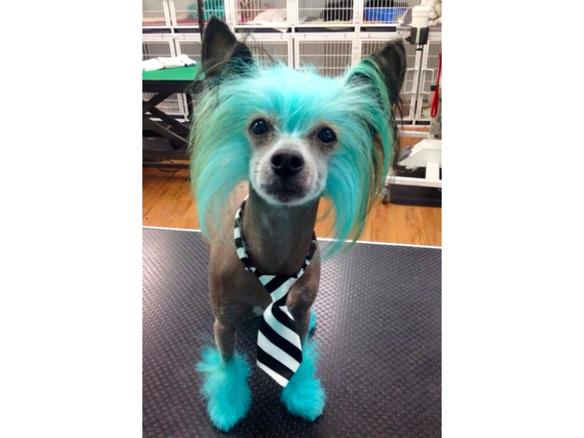 Creative haircuts for dogs: 25 photos