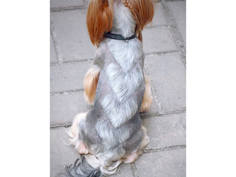 Creative haircuts for dogs: 25 photos