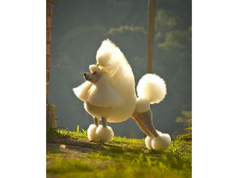 Creative haircuts for dogs: 25 photos