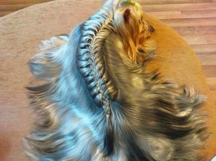 Creative haircuts for dogs: 25 photos