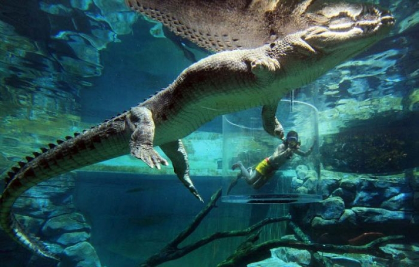 Crocosaurus Cove Extreme Attraction in Australia
