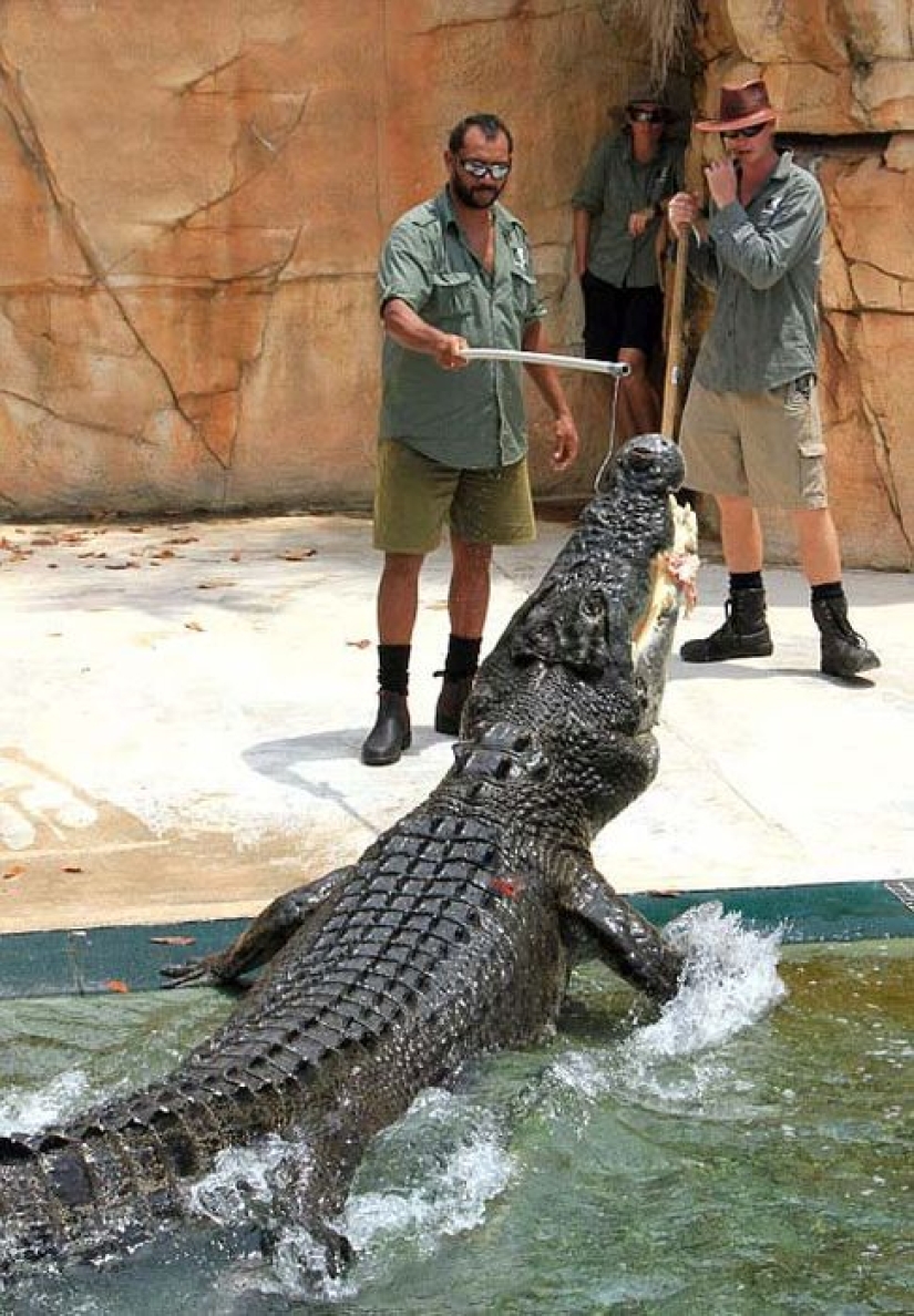 Crocosaurus Cove Extreme Attraction in Australia