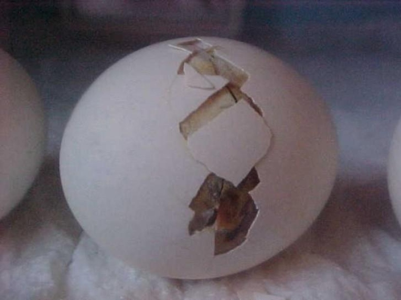 Cuando el huevo se desarrolla de pollo