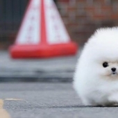 Cuando el mimetismo se extiende: Bola de nieve de Pomerania