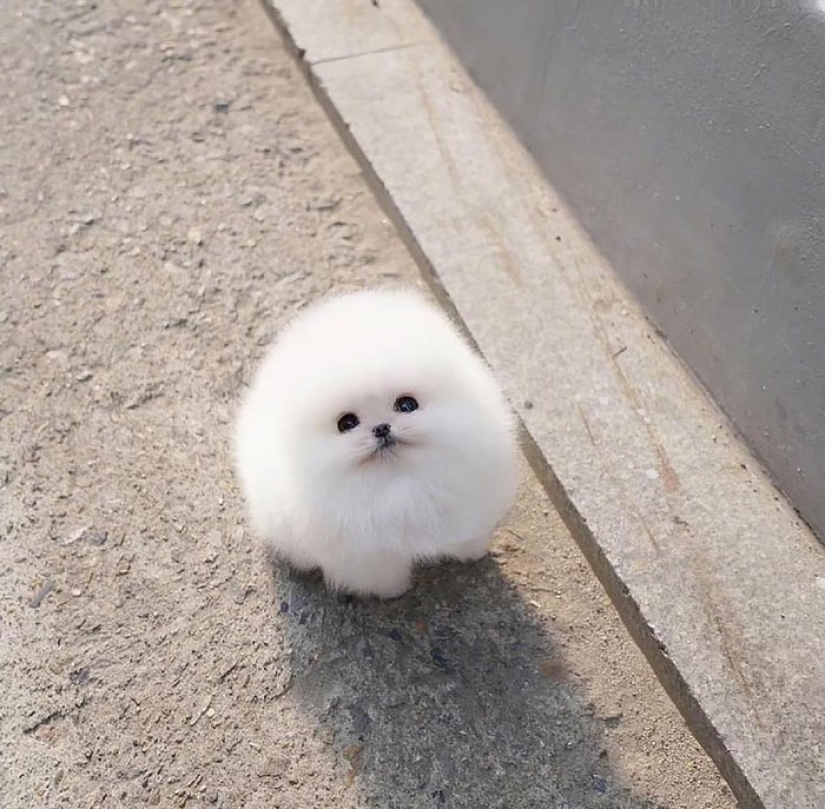 Cuando el mimetismo se extiende: Bola de nieve de Pomerania