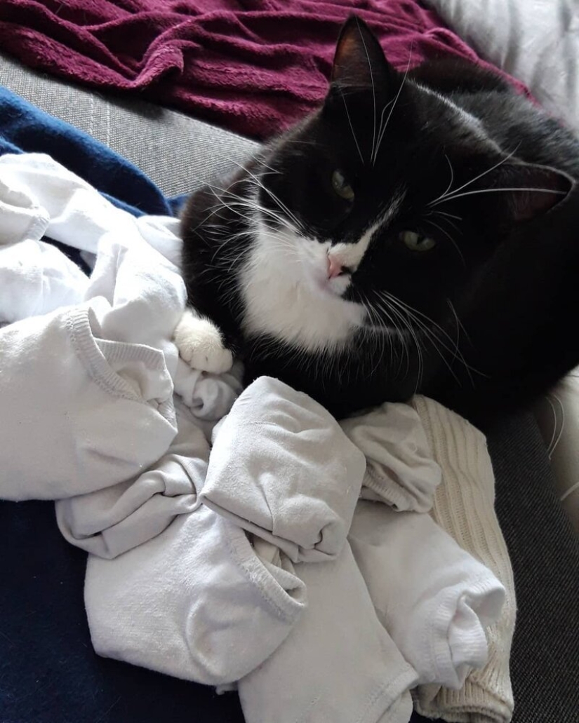 Cuando el vitiligo es hermoso: ¿qué aspecto tiene un gato con un trastorno de pigmentación?