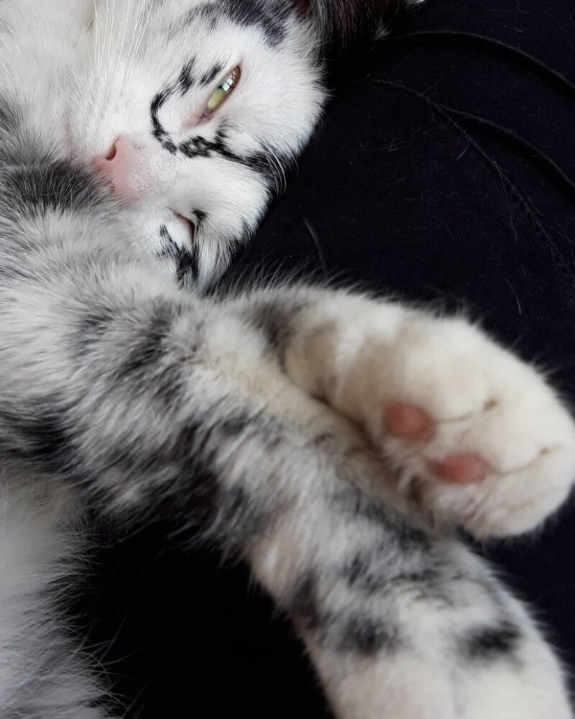 Cuando el vitiligo es hermoso: ¿qué aspecto tiene un gato con un trastorno de pigmentación?