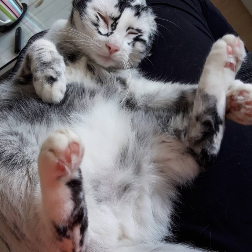 Cuando el vitiligo es hermoso: ¿qué aspecto tiene un gato con un trastorno de pigmentación?