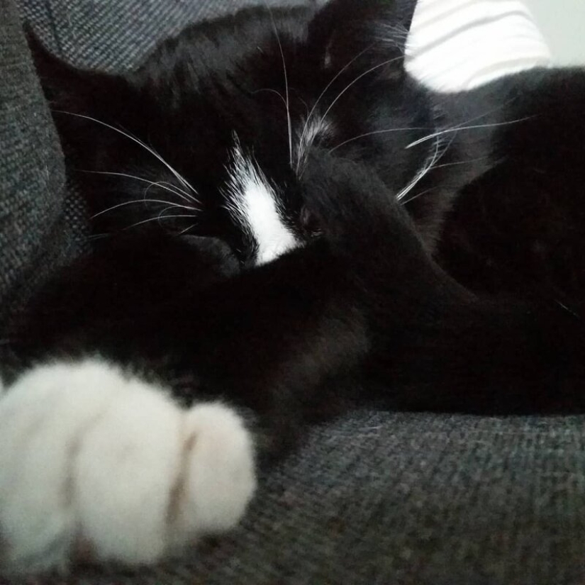 Cuando el vitiligo es hermoso: ¿qué aspecto tiene un gato con un trastorno de pigmentación?