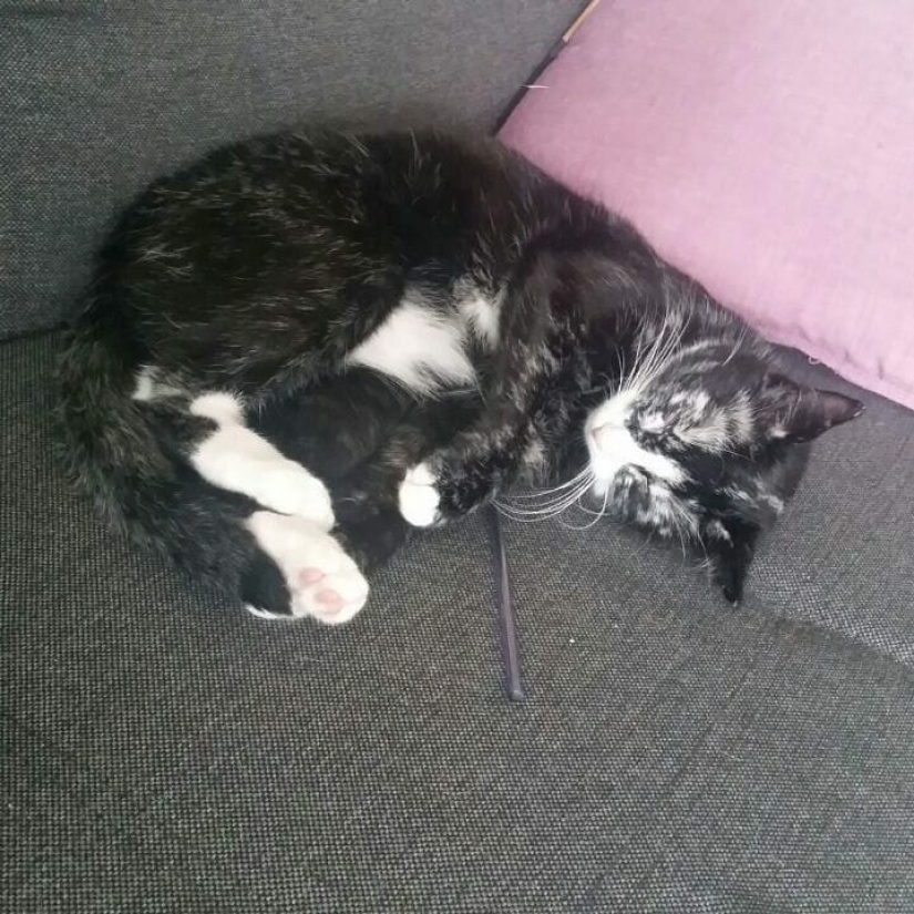 Cuando el vitiligo es hermoso: ¿qué aspecto tiene un gato con un trastorno de pigmentación?