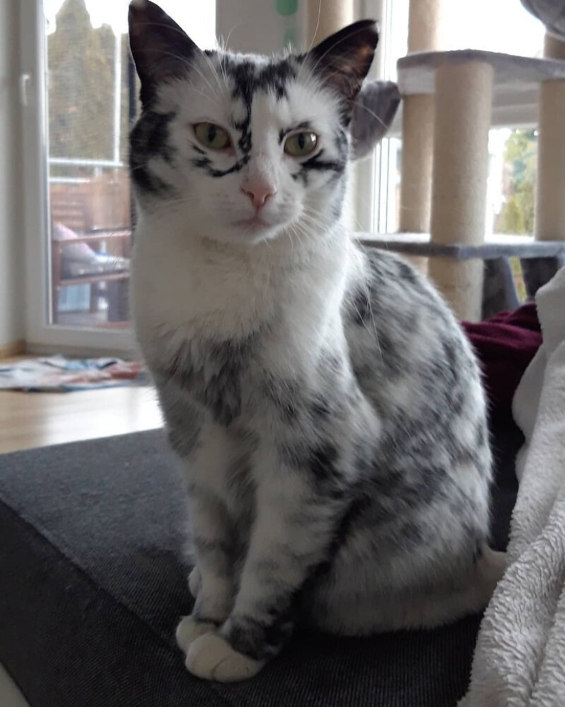 Cuando el vitiligo es hermoso: ¿qué aspecto tiene un gato con un trastorno de pigmentación?