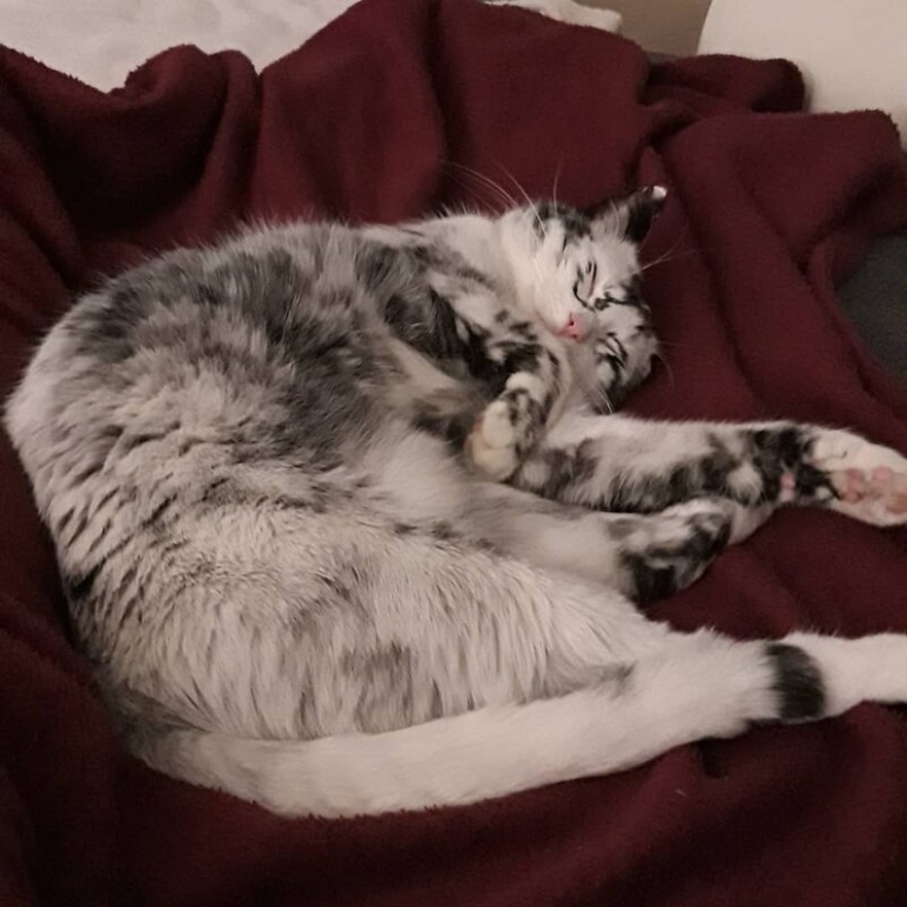 Cuando el vitiligo es hermoso: ¿qué aspecto tiene un gato con un trastorno de pigmentación?