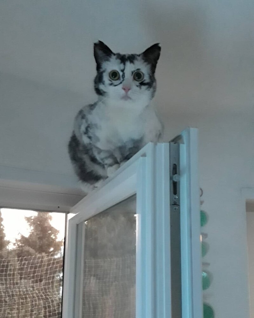 Cuando el vitiligo es hermoso: ¿qué aspecto tiene un gato con un trastorno de pigmentación?