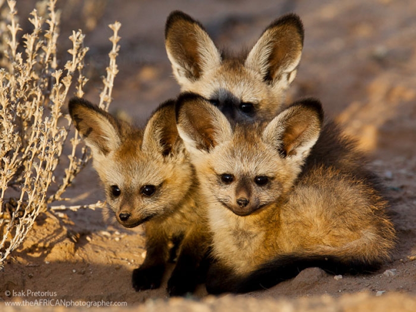 Cubs of rare animals that you have hardly seen Cubs of rare animals that you have hardly seen