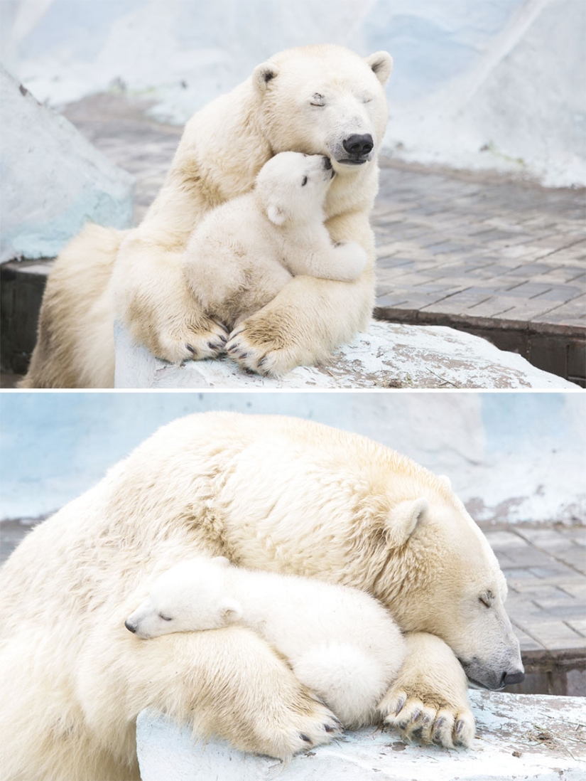 Cuchara de nieve en el camino: las osas madres más dulces enseñan a los cachorros mente a mente
