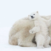 Cuchara de nieve en el camino: las osas madres más dulces enseñan a los cachorros mente a mente
