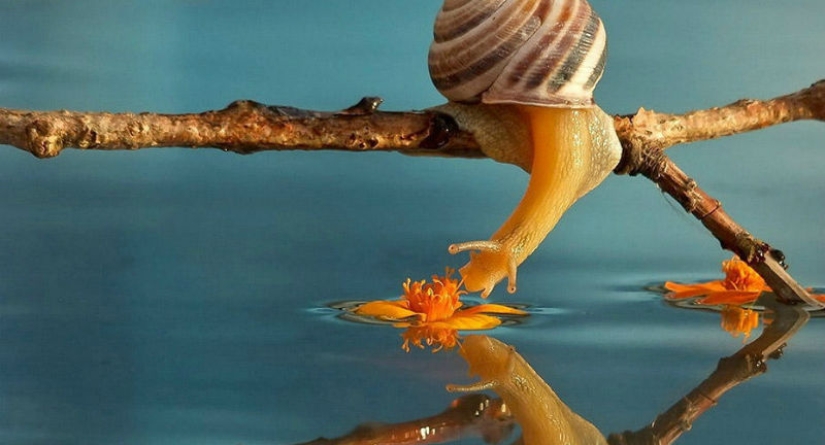 Cuento de la naturaleza, desde el fotógrafo ucraniano Vyacheslav Mishchenko