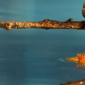 Cuento de la naturaleza, desde el fotógrafo ucraniano Vyacheslav Mishchenko