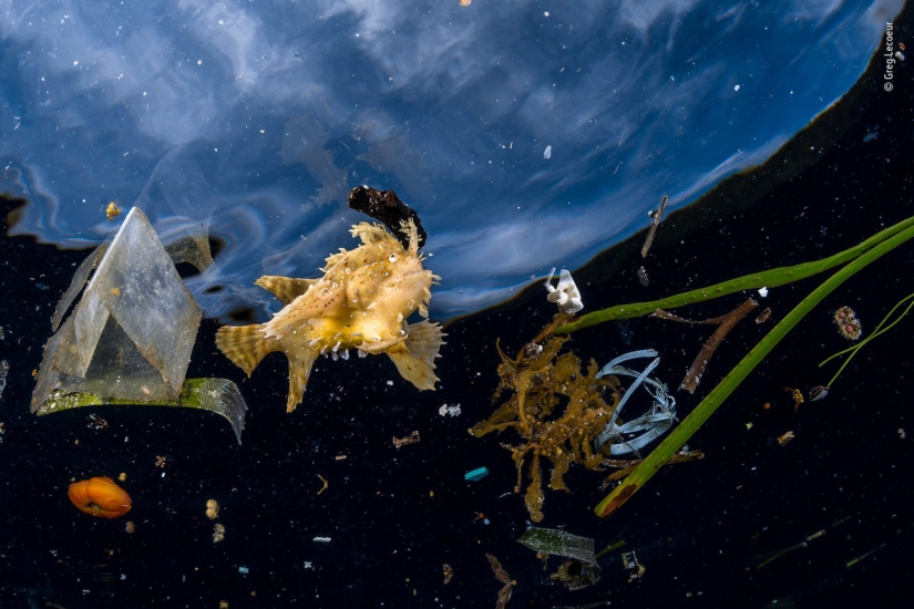 Cuál de ellos será el ganador: 14 increíbles trabajos del concurso Fotógrafo de Vida Silvestre del Año 2018