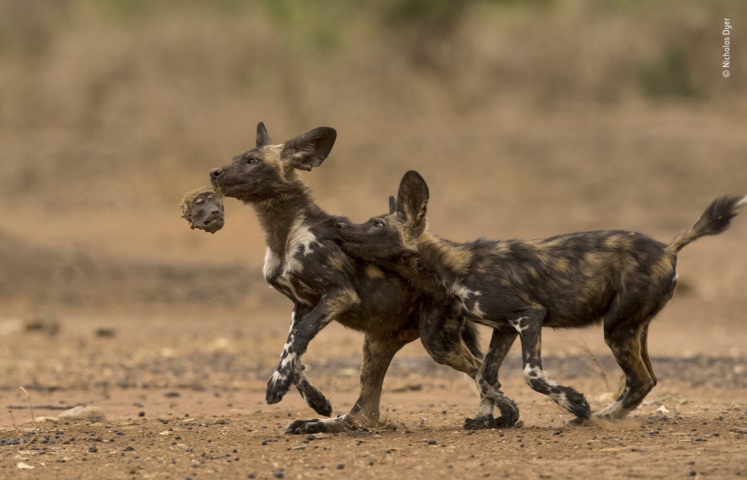 Cuál de ellos será el ganador: 14 increíbles trabajos del concurso Fotógrafo de Vida Silvestre del Año 2018