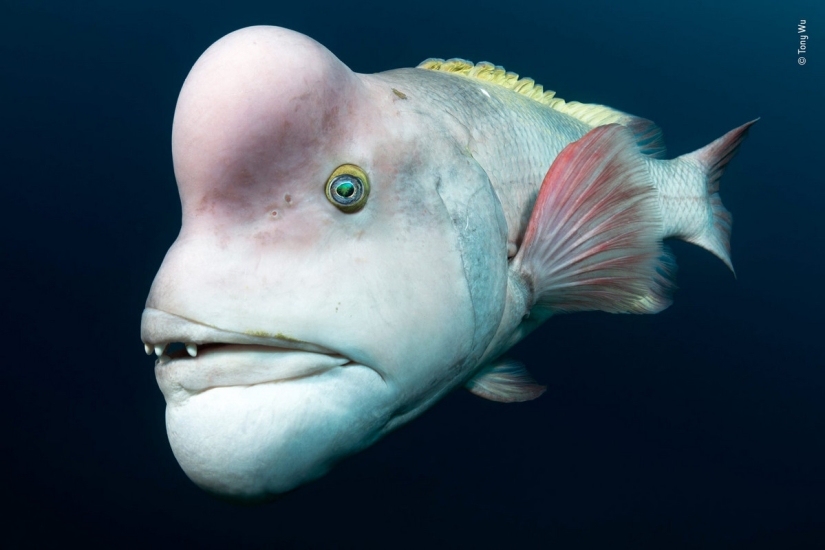 Cuál de ellos será el ganador: 14 increíbles trabajos del concurso Fotógrafo de Vida Silvestre del Año 2018