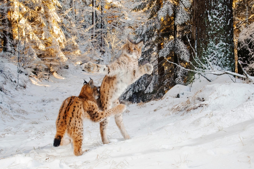 Cuál de ellos será el ganador: 14 increíbles trabajos del concurso Fotógrafo de Vida Silvestre del Año 2018
