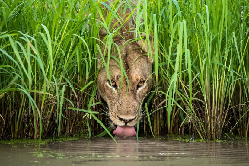 Cuál de ellos será el ganador: 14 increíbles trabajos del concurso Fotógrafo de Vida Silvestre del Año 2018