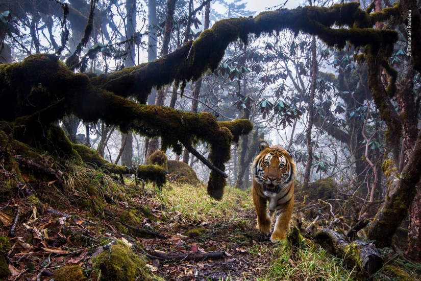 Cuál de ellos será el ganador: 14 increíbles trabajos del concurso Fotógrafo de Vida Silvestre del Año 2018