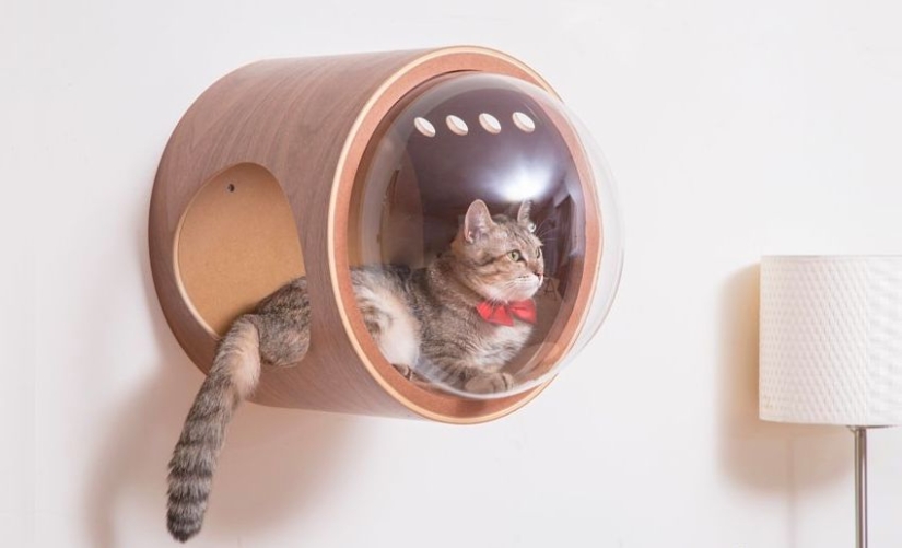 Cunas para gatos: las naves espaciales para exploradores espaciales peludos están ganando popularidad en la web Cunas para gatos: las naves espaciales para exploradores espaciales peludos están ganando popularidad en la web