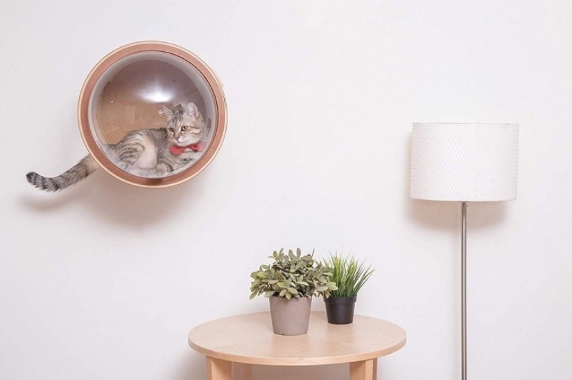 Cunas para gatos: las naves espaciales para exploradores espaciales peludos están ganando popularidad en la web Cunas para gatos: las naves espaciales para exploradores espaciales peludos están ganando popularidad en la web