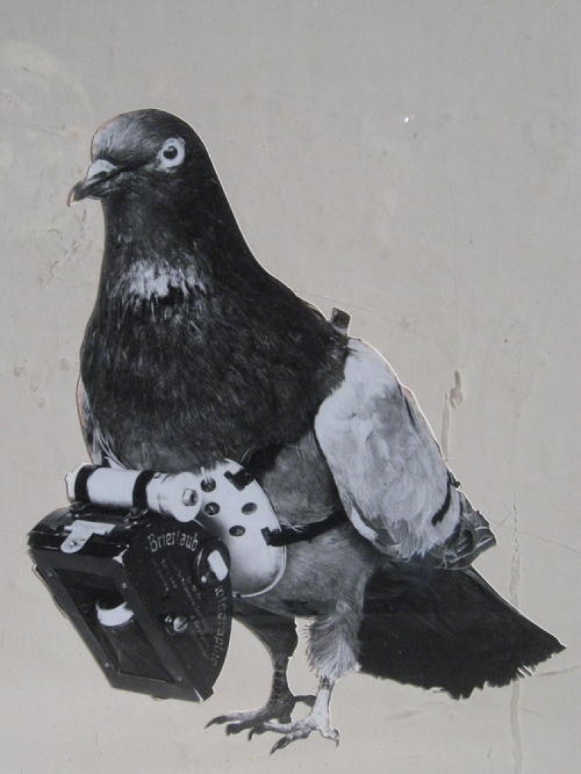 Cyborg Pigeons
