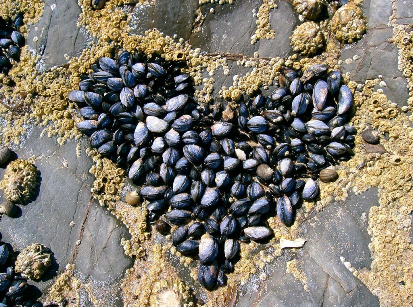 Día de San Valentín: Corazones, corazones por todas partes! Día de San Valentín: Corazones, corazones por todas partes!