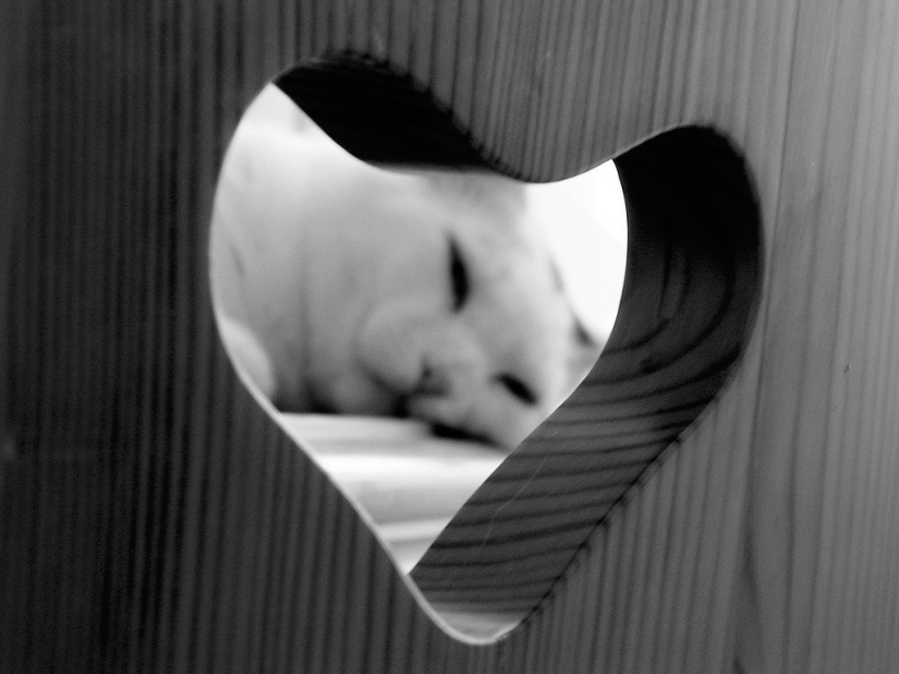 Día de San Valentín: Corazones, corazones por todas partes! Día de San Valentín: Corazones, corazones por todas partes!