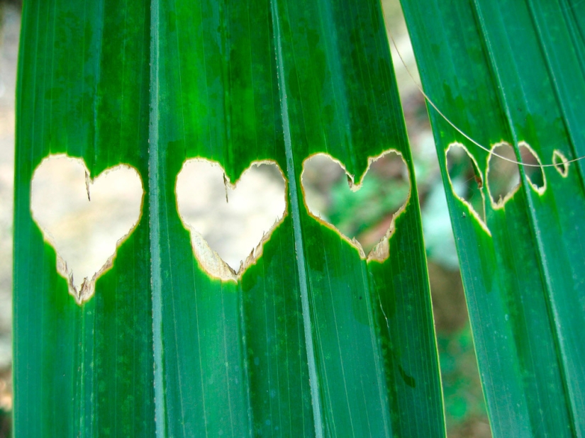 Día de San Valentín: Corazones, corazones por todas partes! Día de San Valentín: Corazones, corazones por todas partes!